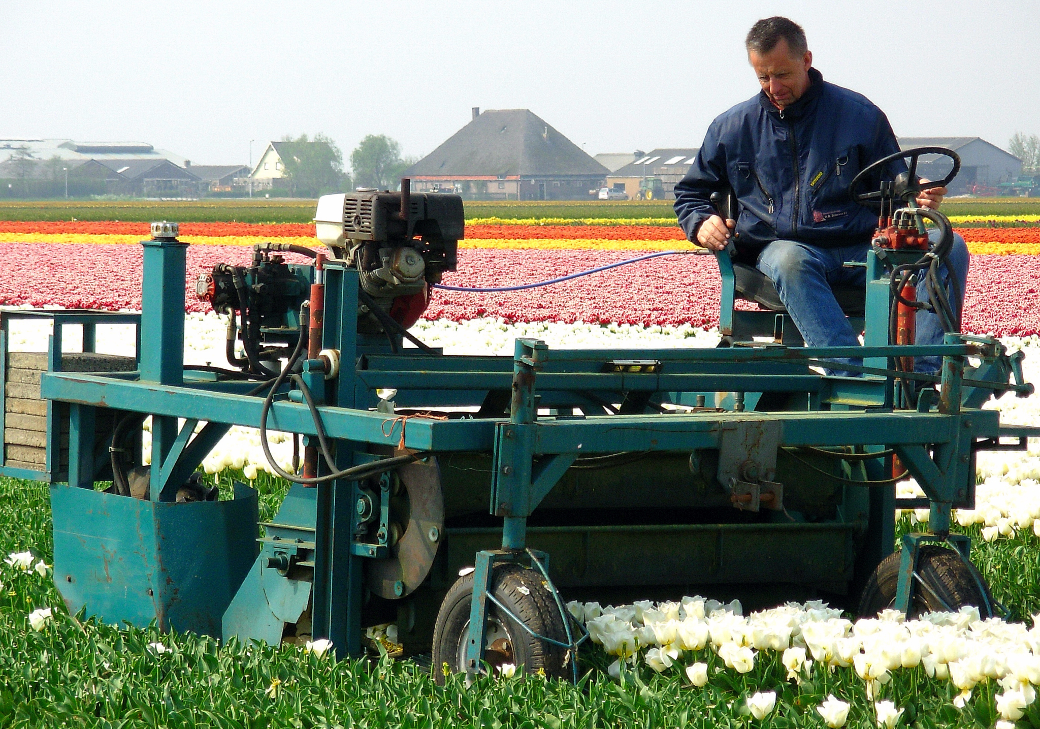 Off with their heads: Why our growers top tulips