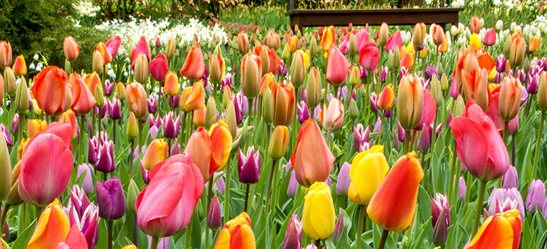 Dutch Treat Tulipmania Forever blog 8