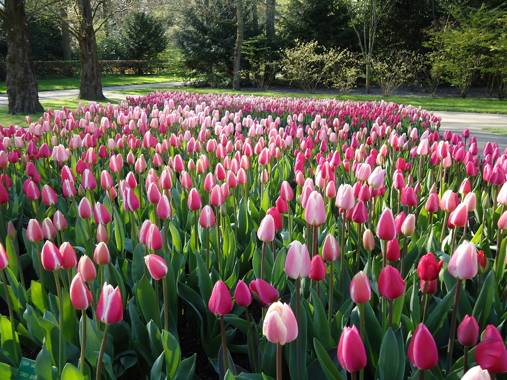 Wish You Were Here – Tulips in Breezand