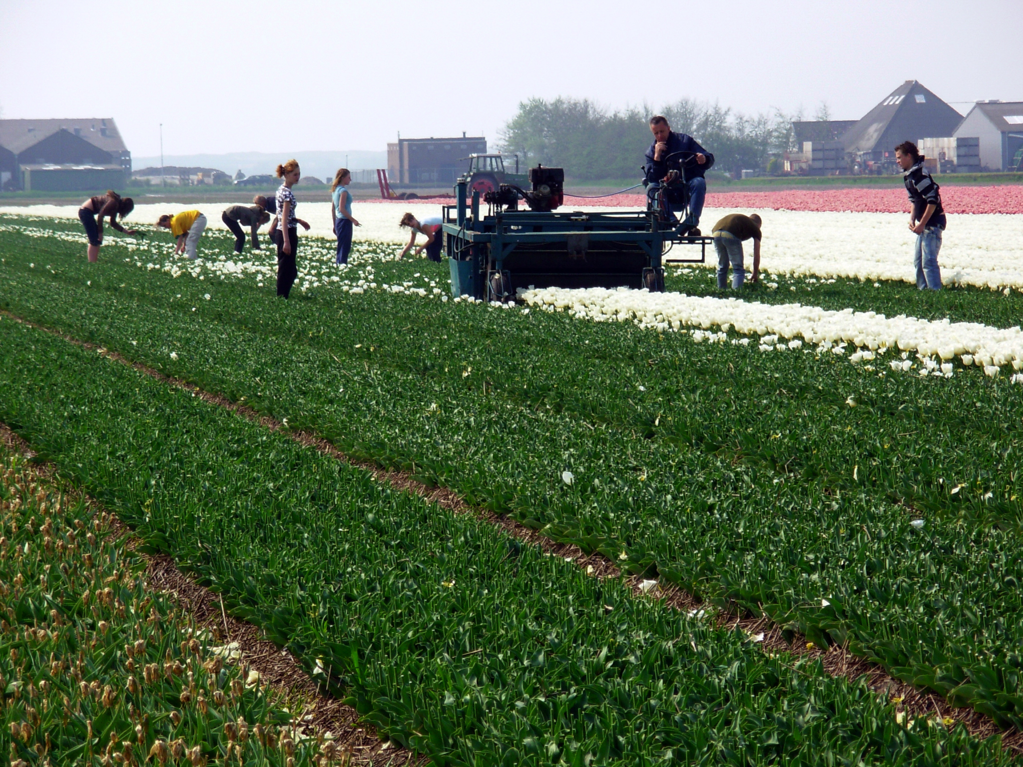 Workers top tulips in a grower's field in Hillegom, Holland. 