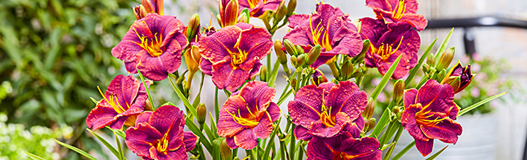 Daylilies like Younique Red Daylily are not true lilies.