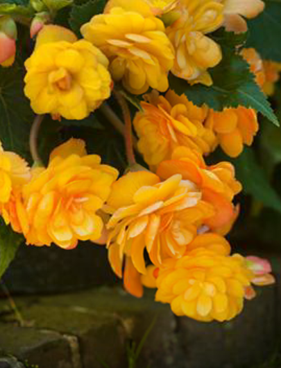 Begonia: 2016’s Summer Bulb of the Year