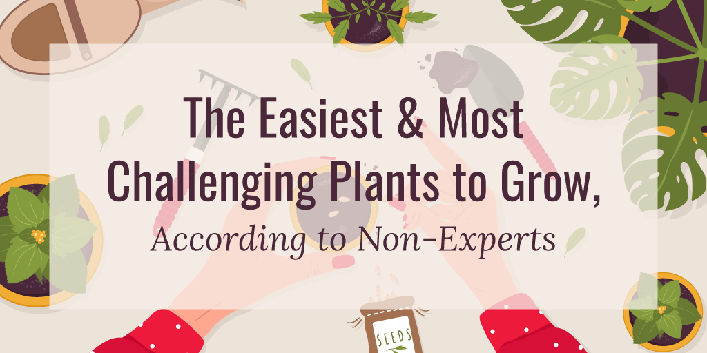 The Easiest and Hardest Plants to Grow